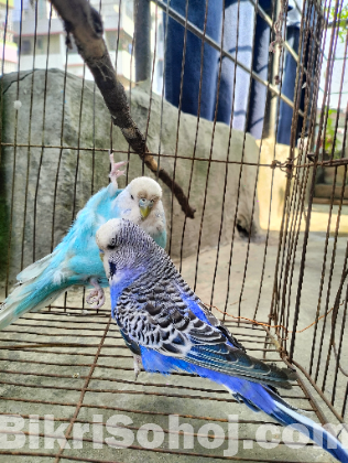 English Budgerigar Adult Pair | Healthy & Active Birds